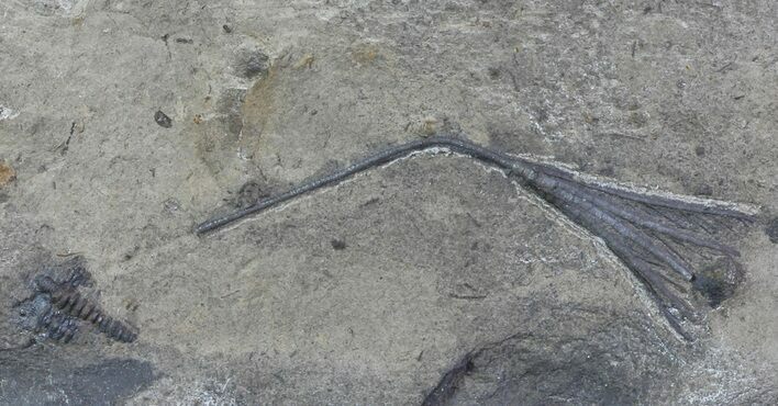 Crinoid (Ectenocrinus) Fossil - Walcott-Rust Quarry, NY #68358